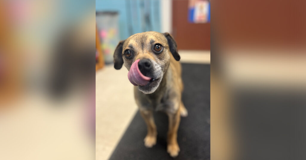 Adorable Adoptables: Casanova, Sprite, Posie