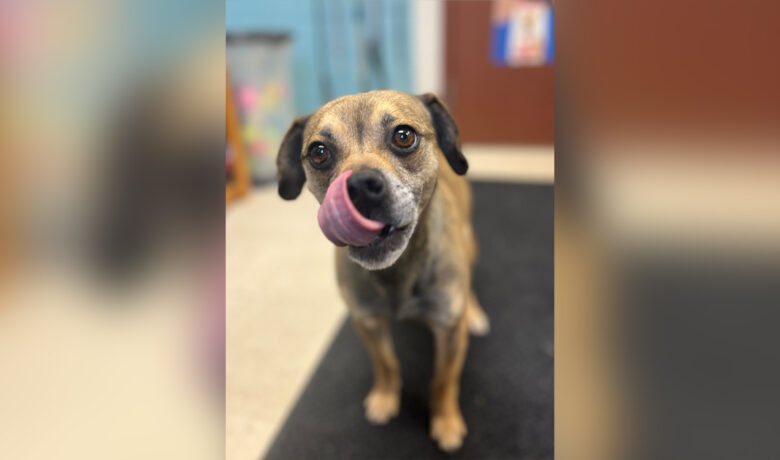 Adorable Adoptables: Casanova, Sprite, Posie