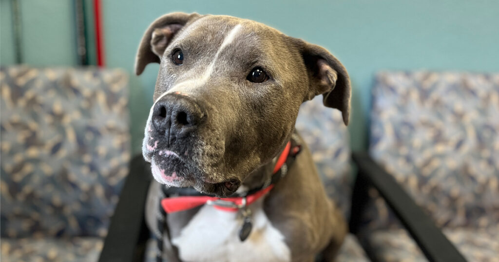 Adorable Adoptables: Buck, Rebel, Professor Plum