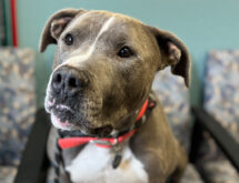 Adorable Adoptables: Buck, Rebel, Professor Plum