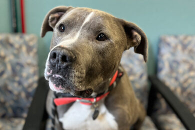 Adorable Adoptables: Buck, Rebel, Professor Plum