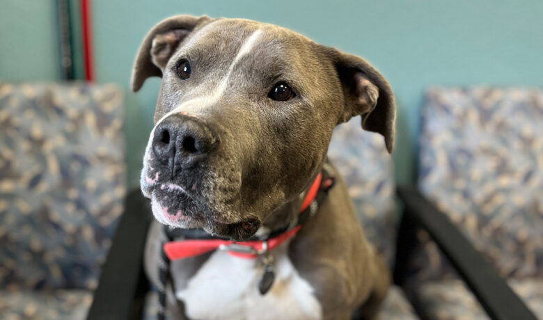 Adorable Adoptables: Buck, Rebel, Professor Plum