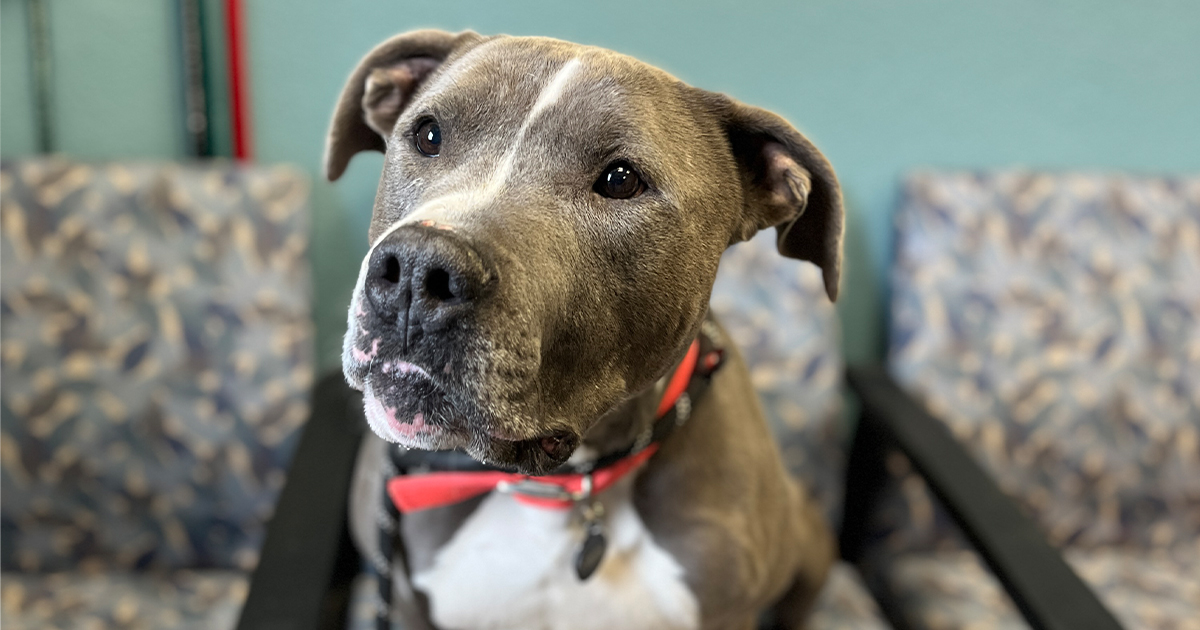 Adorable Adoptables: Buck, Rebel, Professor Plum