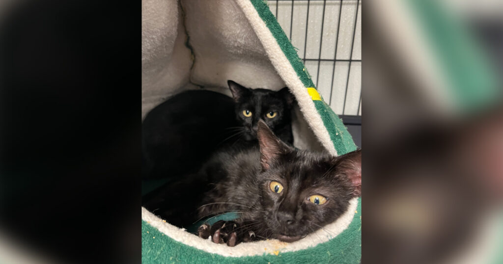 Adorable Adoptables: Tippy, Doris, Tulip, and Clover