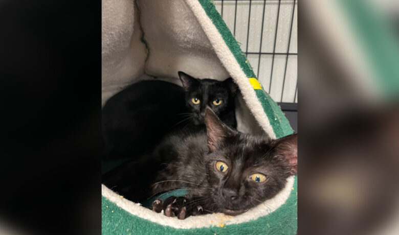 Adorable Adoptables: Tippy, Doris, Tulip, and Clover