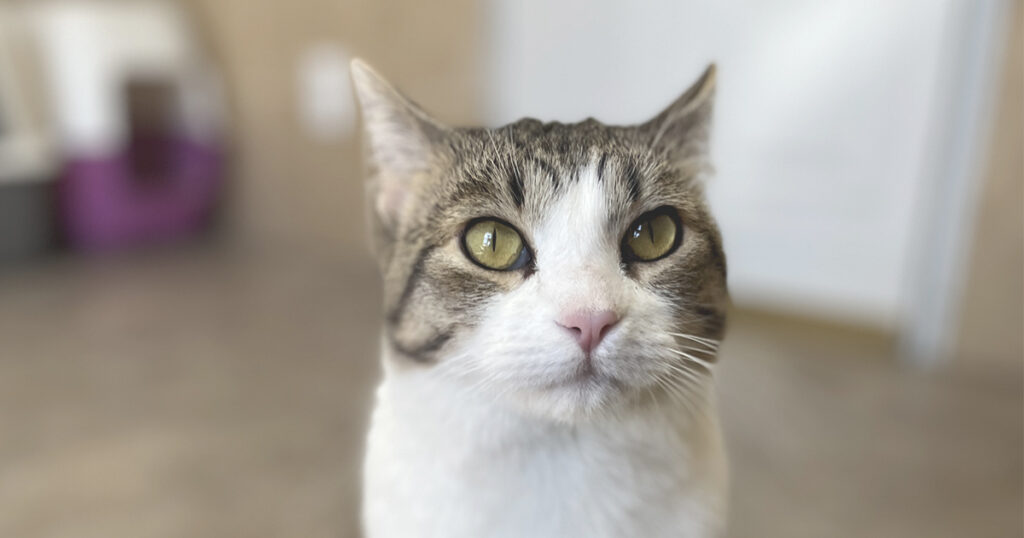 Adorable Adoptables: Tessa, Raggs, Vera