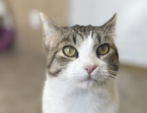 Adorable Adoptables: Tessa, Raggs, Vera