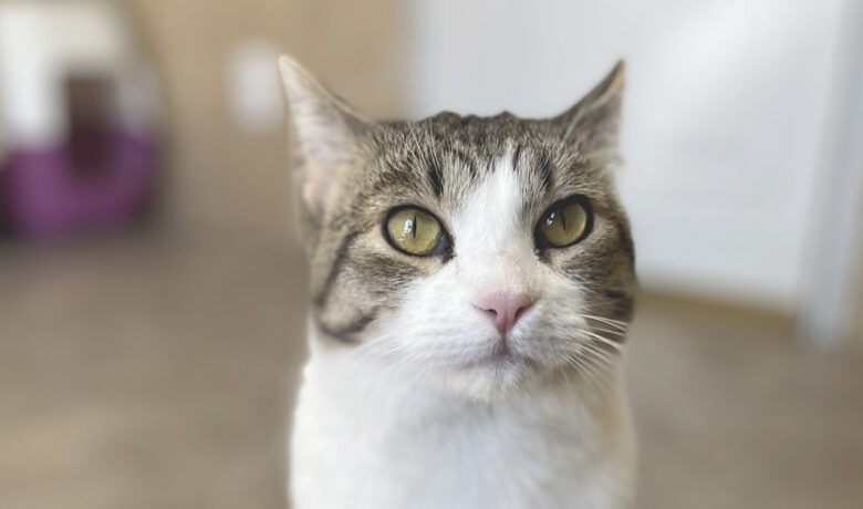Adorable Adoptables: Tessa, Raggs, Vera