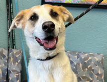 Adorable Adoptables: SweetPea, Duke, Merle