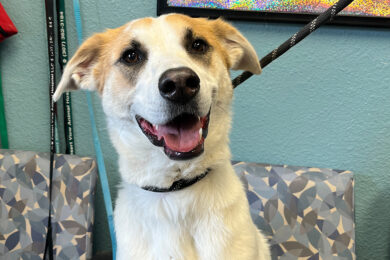 Adorable Adoptables: SweetPea, Duke, Merle