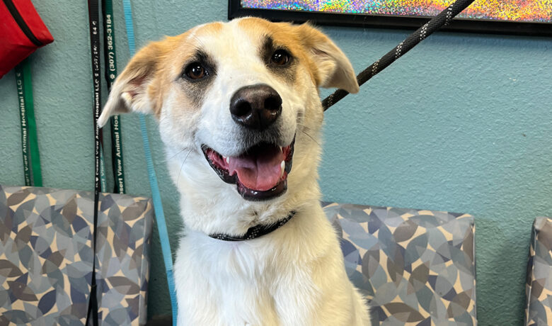 Adorable Adoptables: SweetPea, Duke, Merle