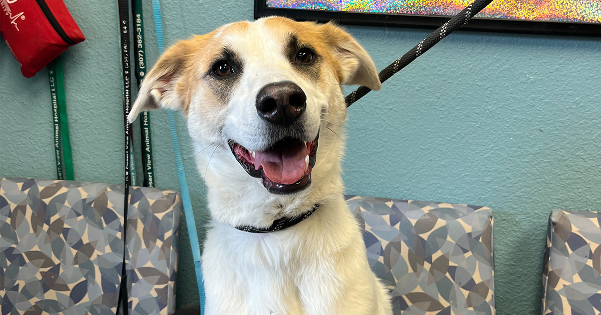 Adorable Adoptables: SweetPea, Duke, Merle