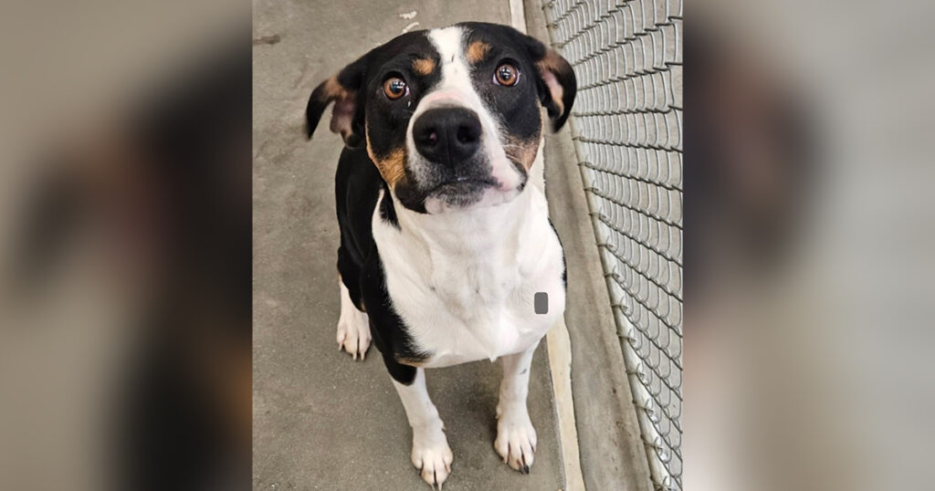 Adorable Adoptables: Hannah and Oreo