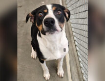 Adorable Adoptables: Hannah and Oreo