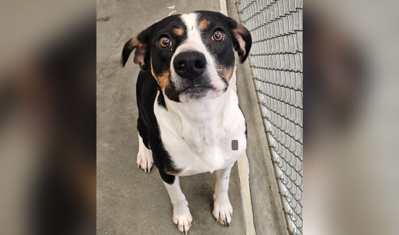 Adorable Adoptables: Hannah and Oreo