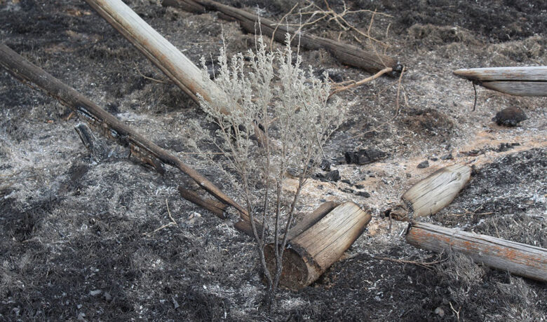 Green River Fire Department Gives Tips On Preparing For Wildfires