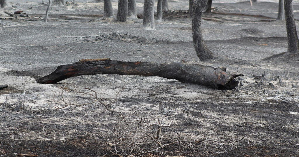 Fire Highlights Concerns of Tree Die-Off in Scott’s Bottom Area