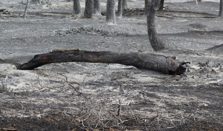 Fire Highlights Concerns of Tree Die-Off in Scott’s Bottom Area