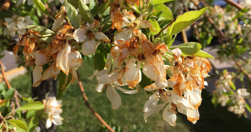 UW Extension Office Offers Advice to Care for Plants Damaged by Mild Winter, Yo-Yoing Temps