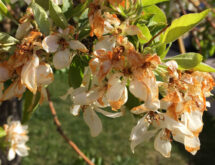 UW Extension Office Offers Advice to Care for Plants Damaged by Mild Winter, Yo-Yoing Temps