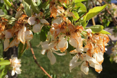 UW Extension Office Offers Advice to Care for Plants Damaged by Mild Winter, Yo-Yoing Temps