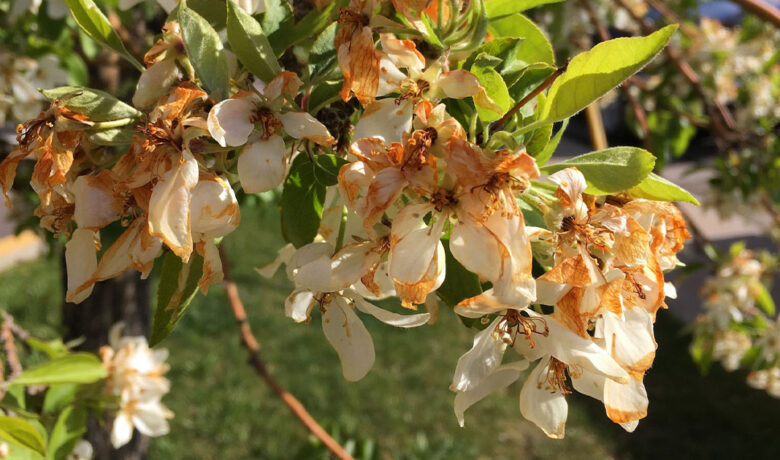 UW Extension Office Offers Advice to Care for Plants Damaged by Mild Winter, Yo-Yoing Temps