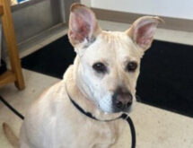 Adorable Adoptables: Oswald and Phoebe