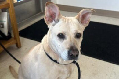 Adorable Adoptables: Oswald and Phoebe