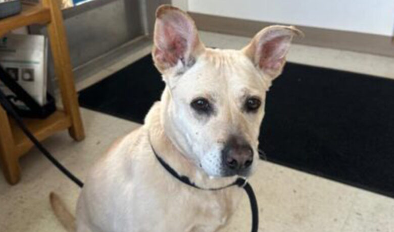 Adorable Adoptables: Oswald and Phoebe