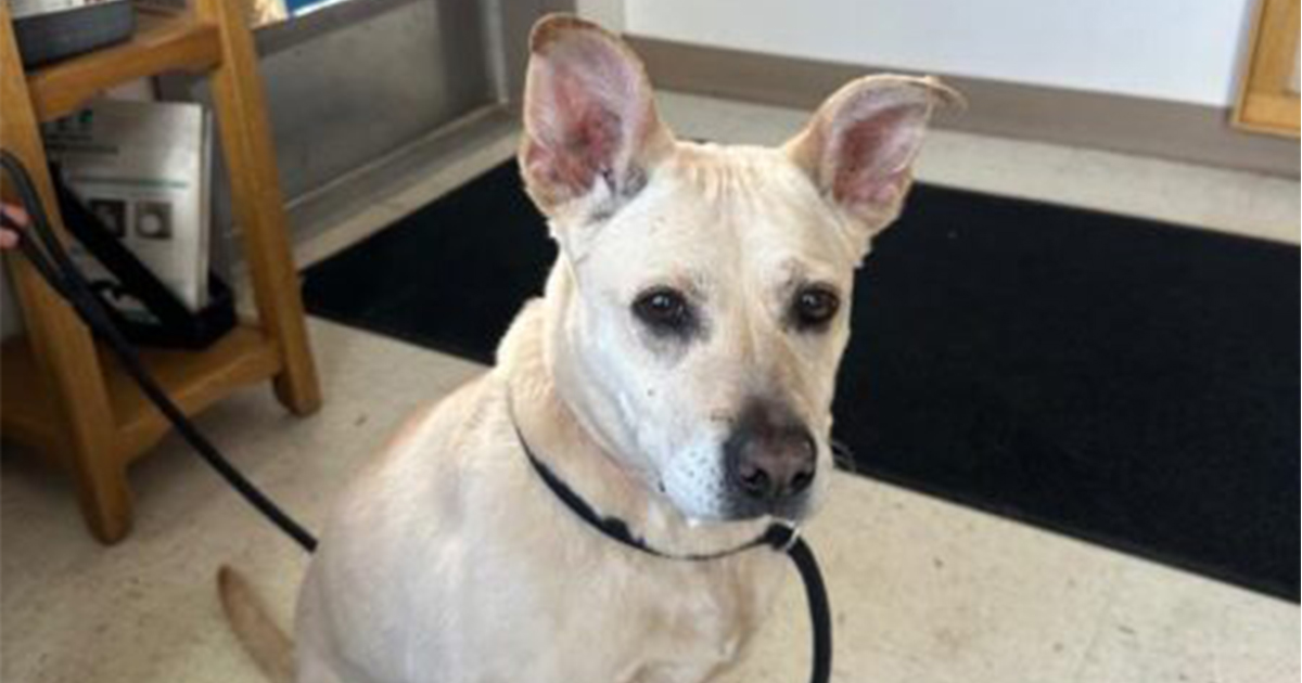 Adorable Adoptables: Oswald and Phoebe