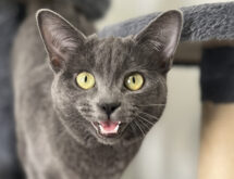 Adorable Adoptables: Diva, Vera and Tessa