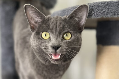 Adorable Adoptables: Diva, Vera and Tessa