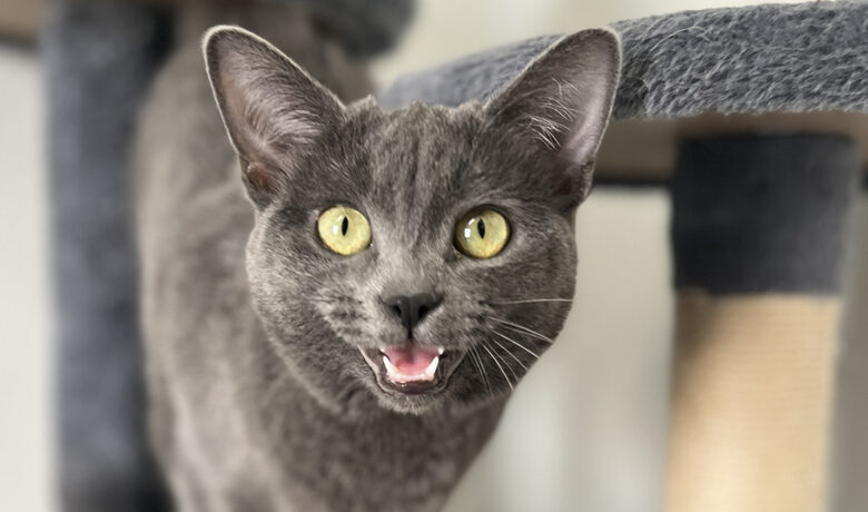 Adorable Adoptables: Diva, Vera and Tessa