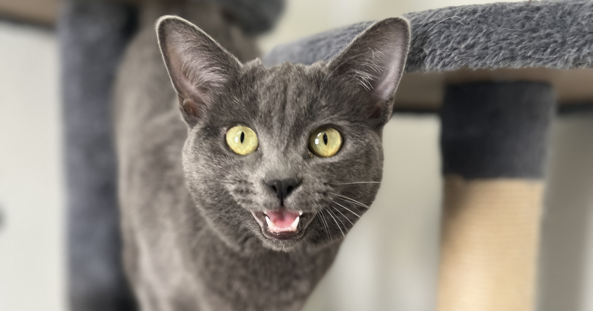 Adorable Adoptables: Diva, Vera and Tessa