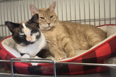 Adorable Adoptables: Strawberry Jam and Cheddar Jack, Hallie, and Phoebe