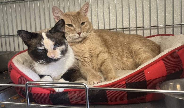 Adorable Adoptables: Strawberry Jam and Cheddar Jack, Hallie, and Phoebe
