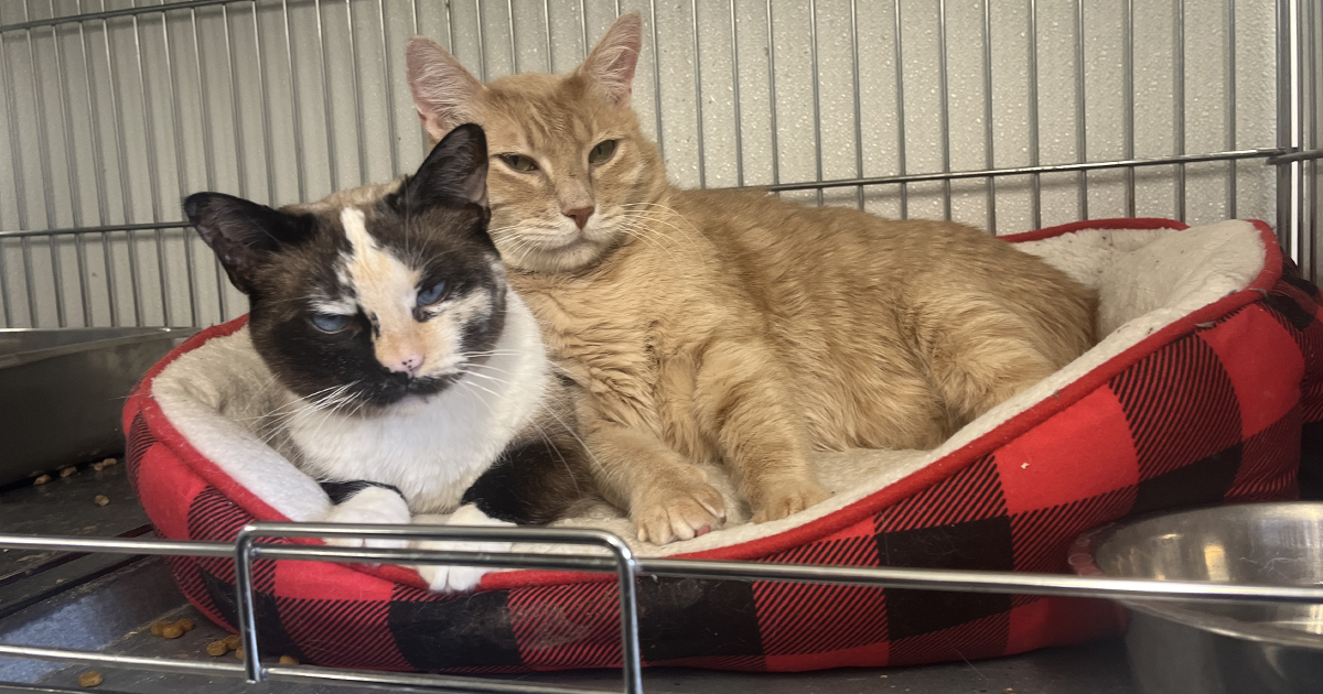 Adorable Adoptables: Strawberry Jam and Cheddar Jack, Hallie, and Phoebe