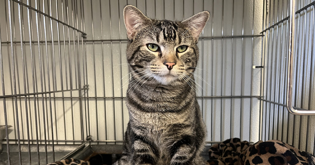 Adorable Adoptables: Daisy, Clove, Phoebe