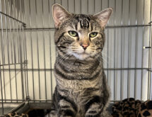 Adorable Adoptables: Daisy, Clove, Phoebe