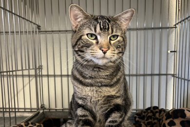 Adorable Adoptables: Daisy, Clove, Phoebe