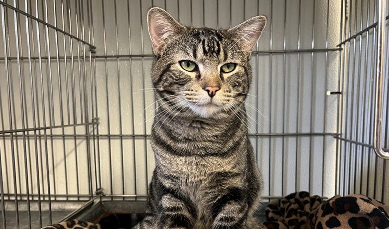 Adorable Adoptables: Daisy, Clove, Phoebe