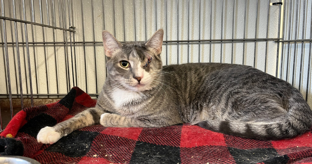 Adorable Adoptables: Timmy, Nezuko, Lewis