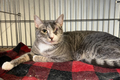 Adorable Adoptables: Timmy, Nezuko, Lewis