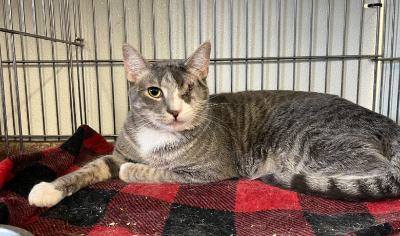 Adorable Adoptables: Timmy, Nezuko, Lewis