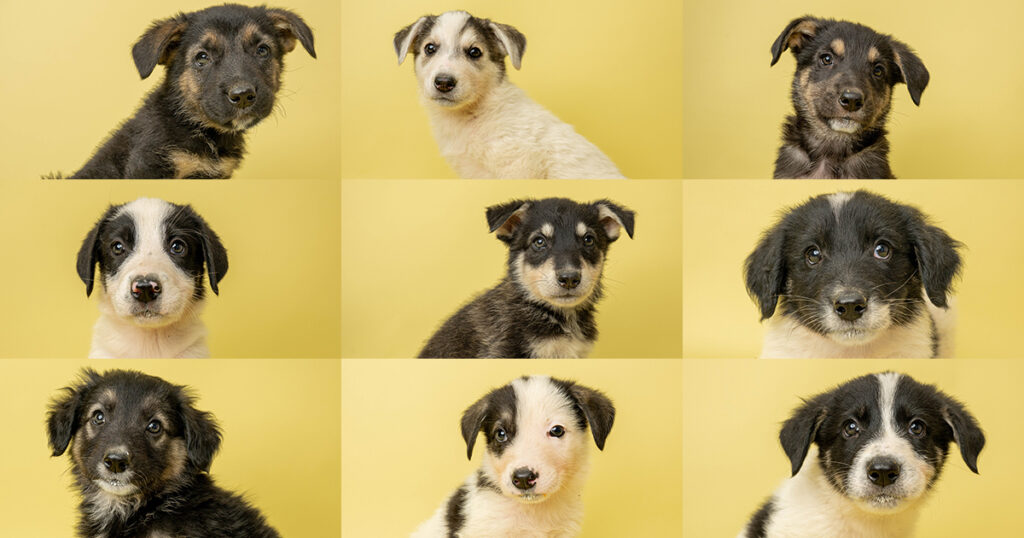 Adorable Adoptables: The Candy Litter, Duke, Sarge