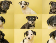 Adorable Adoptables: The Candy Litter, Duke, Sarge
