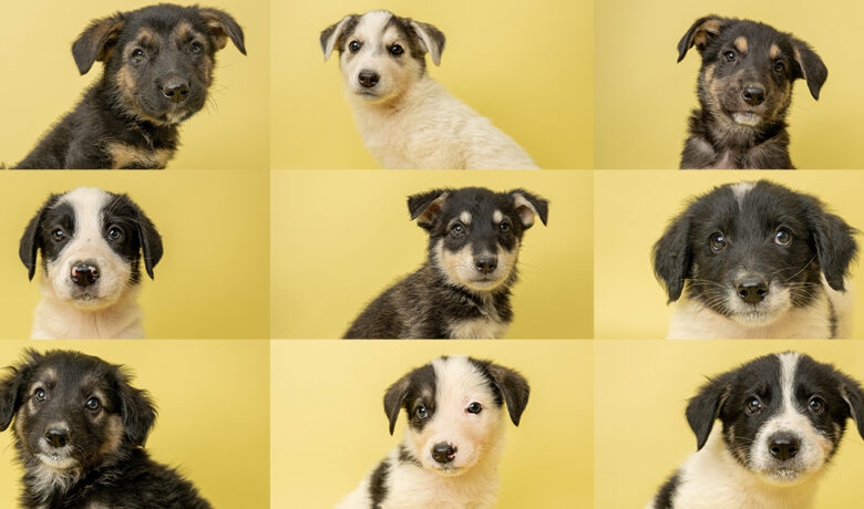 Adorable Adoptables: The Candy Litter, Duke, Sarge