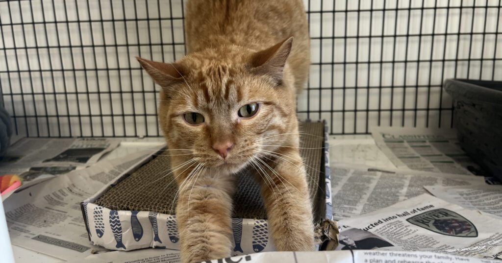 Adorable Adoptables: Rusty, Oswald, and Tatters