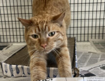 Adorable Adoptables: Rusty, Oswald, and Tatters