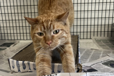Adorable Adoptables: Rusty, Oswald, and Tatters